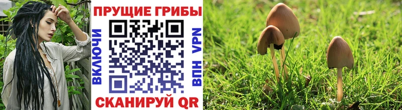 Галлюциногенные грибы Psilocybe Ипатово
